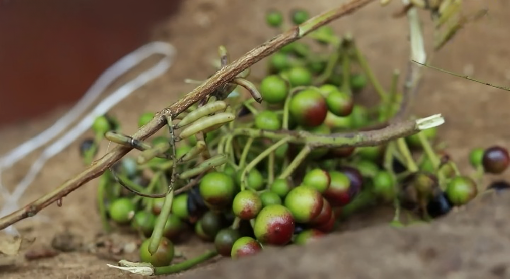 Ingredients selection